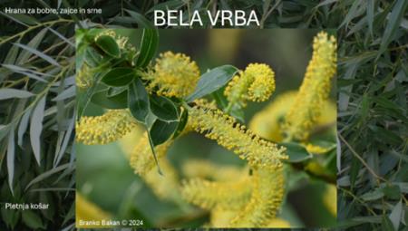 BELA VRBA